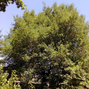 arbre de jade – Reconnaissance des végétaux sur Chadignac