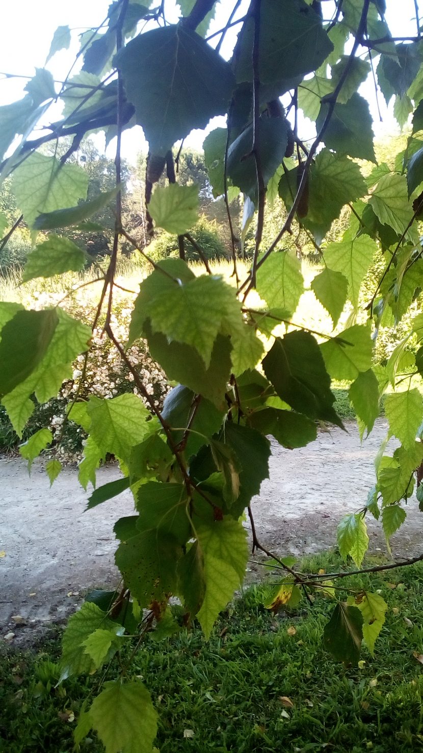 Bouleau verruqueux ou blanc – Image 3